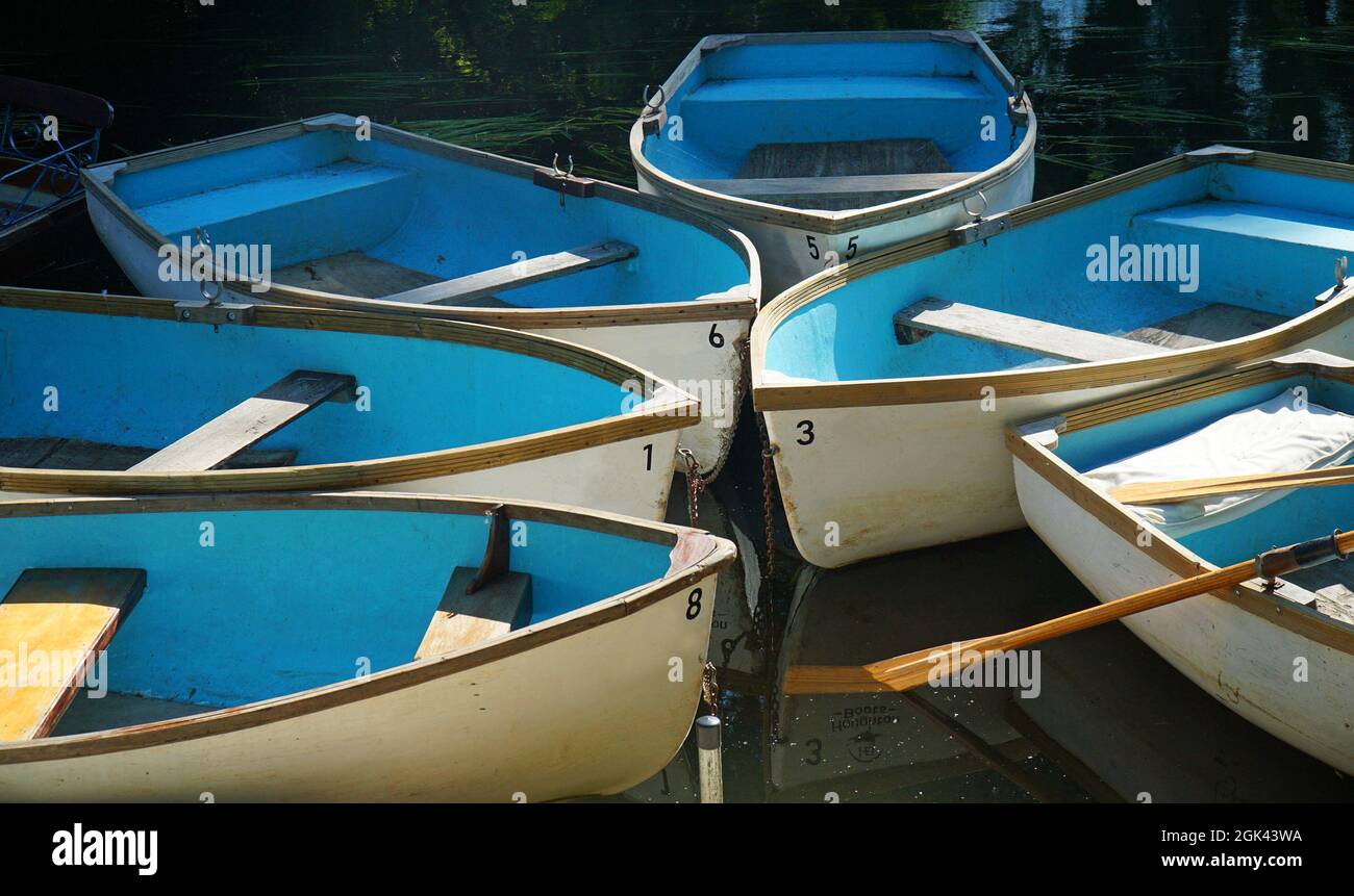 Six rowing boats with bright blue inners moored up together. Stock Photo
