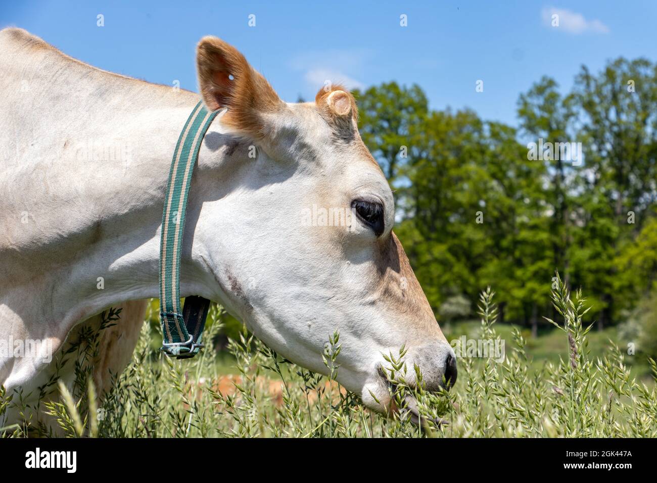 Cow grazes on a green field, close up view Stock Photo - Alamy