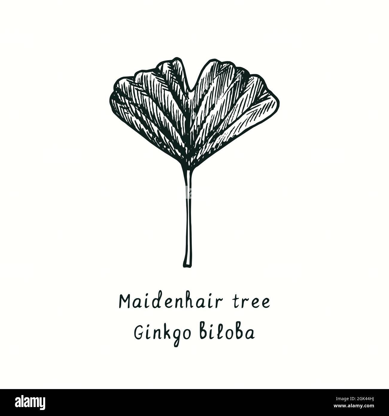Maidenhair tree (Ginkgo biloba) leaf. Ink black and white doodle drawing in  woodcut style Stock Photo - Alamy, image size:1300x1390