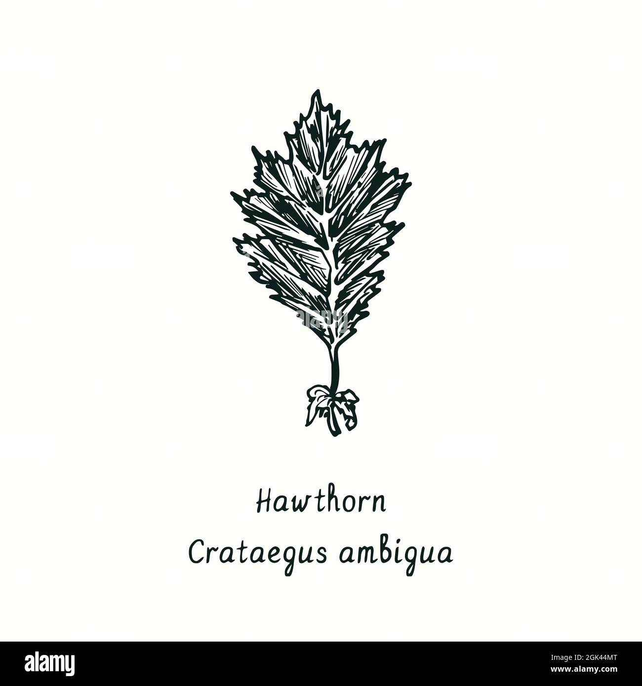 Hawthorn (Crataegus ambigua) leaf. Ink black and white doodle drawing in woodcut style. Stock Photo