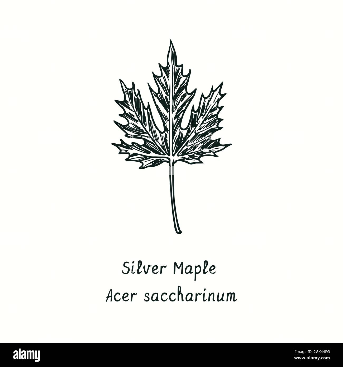 Silver Maple (Acer saccharinum) leaf. Ink black and white doodle drawing in woodcut style. Stock Photo