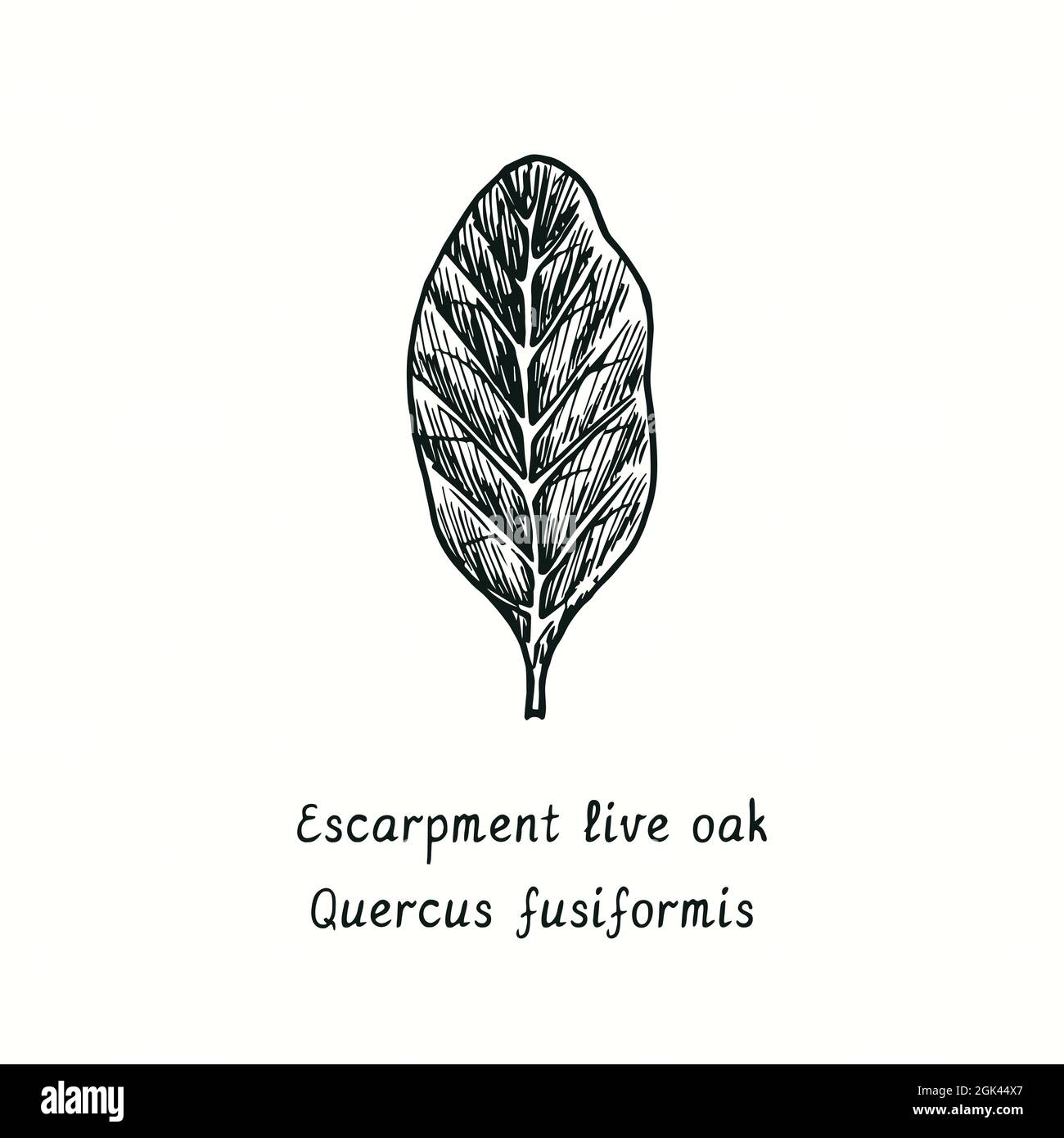 Escarpment live oak (Quercus fusiformis) leaf. Ink black and white doodle drawing in woodcut style. Stock Photo