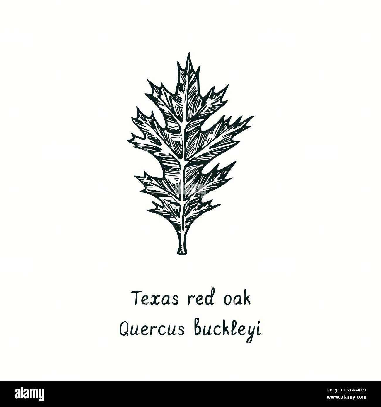 Texas Red Oak  (Quercus buckleyi)  leaf. Ink black and white doodle drawing in woodcut style. Stock Photo