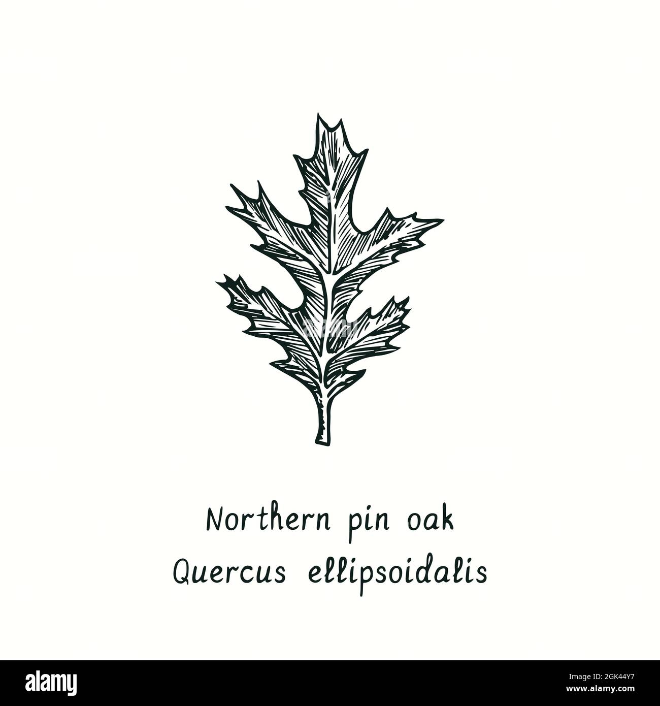 Northern pin oak (Quercus ellipsoidalis) leaf. Ink black and white doodle drawing in woodcut style. Stock Photo