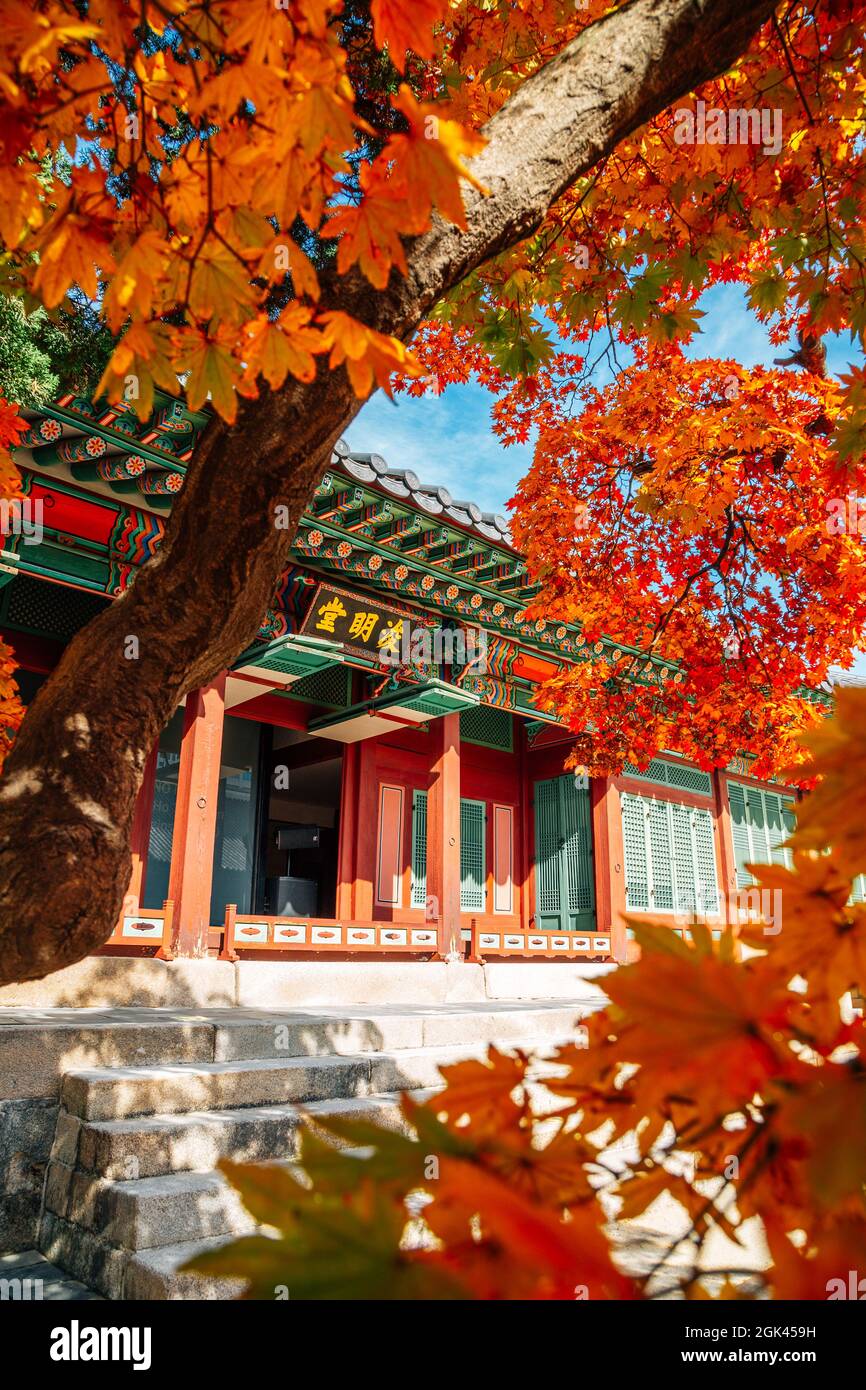 Deoksugung Palace with autumn maple in Seoul, Korea Stock Photo