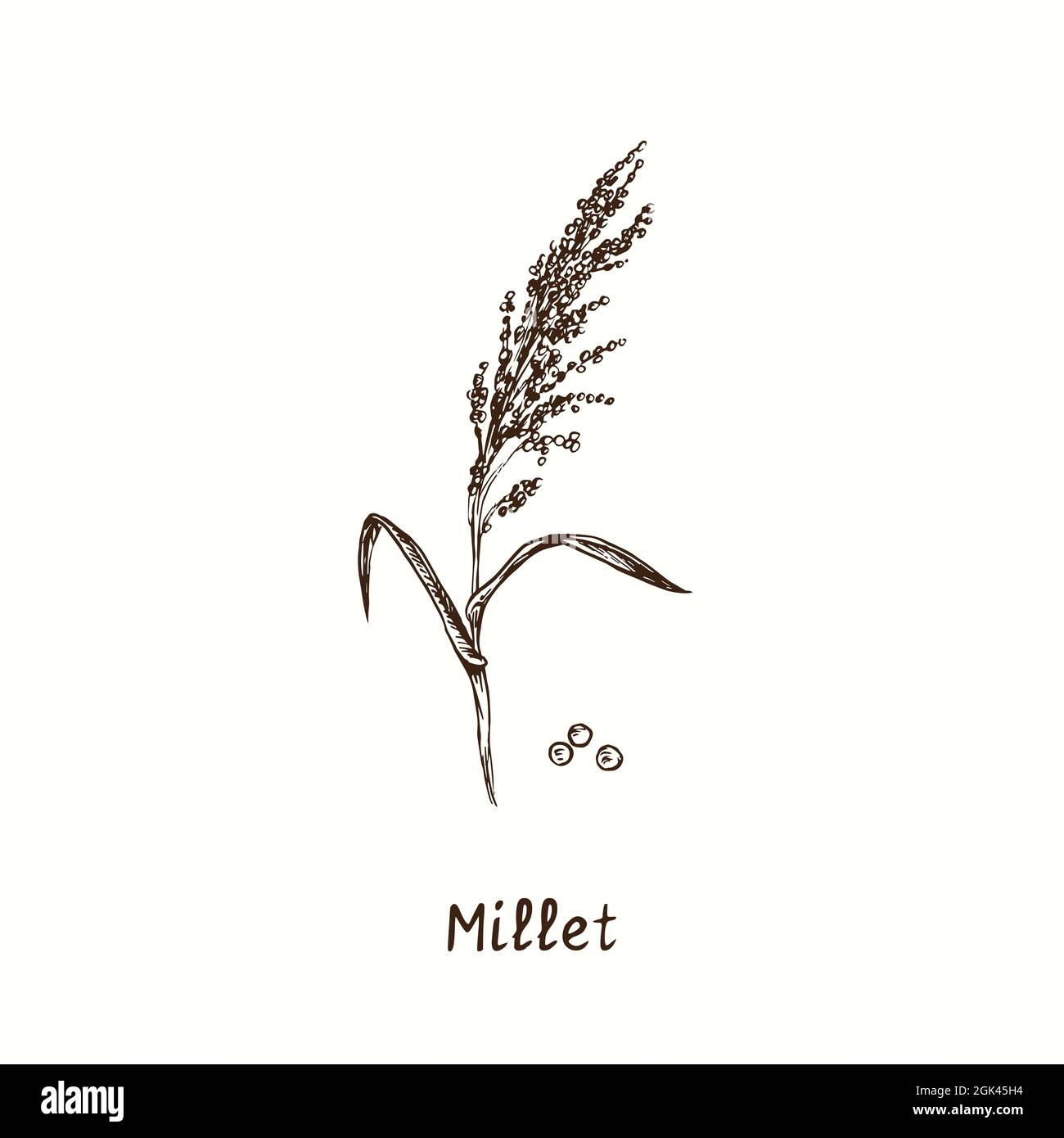 Millet plant. Ink black and white doodle drawing in woodcut style Stock