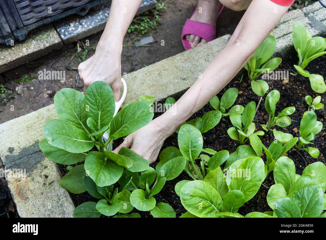 Person harvesting organic choy sum vegetable from home vegetable garden Stock Photo