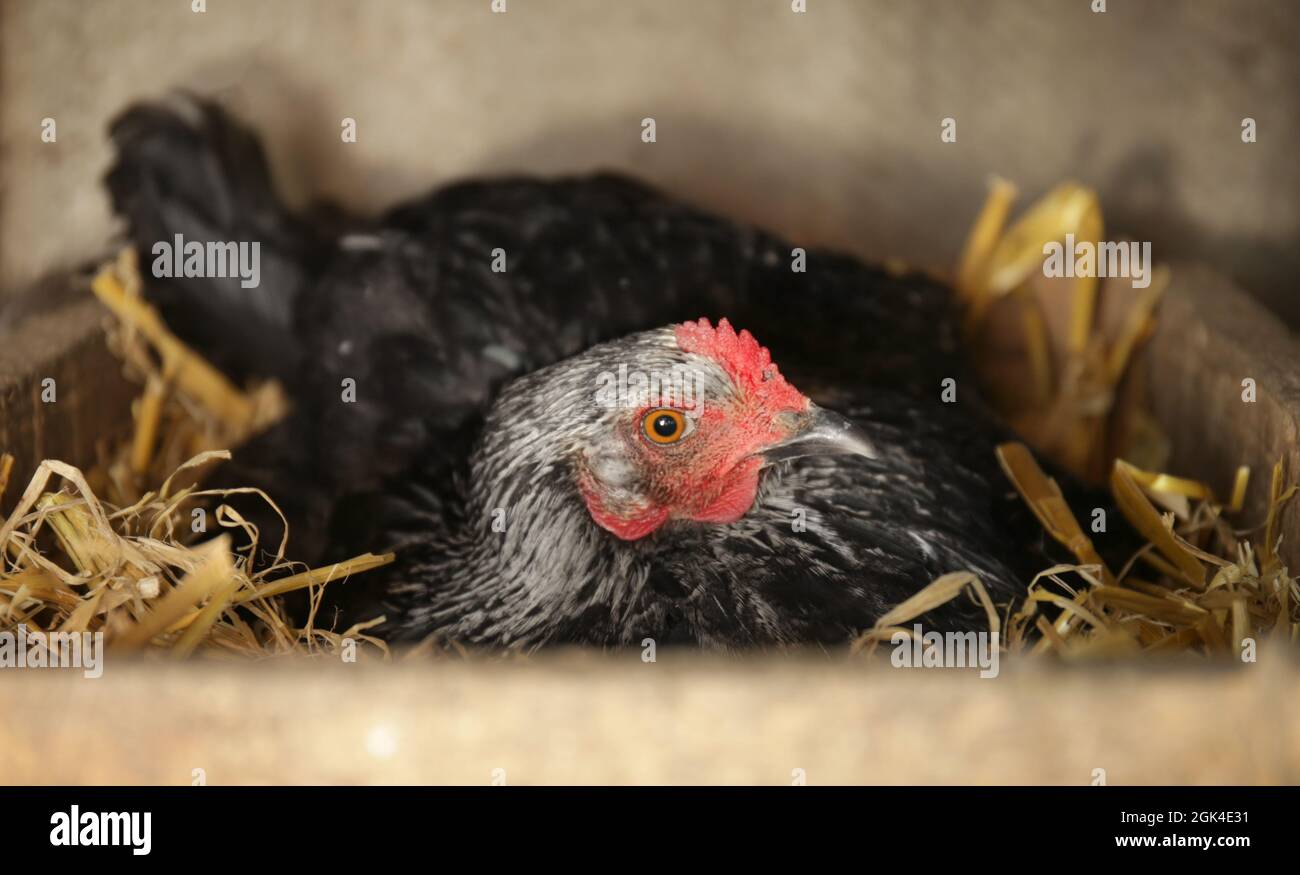 Hen hatching eggs in nest Stock Photo Alamy