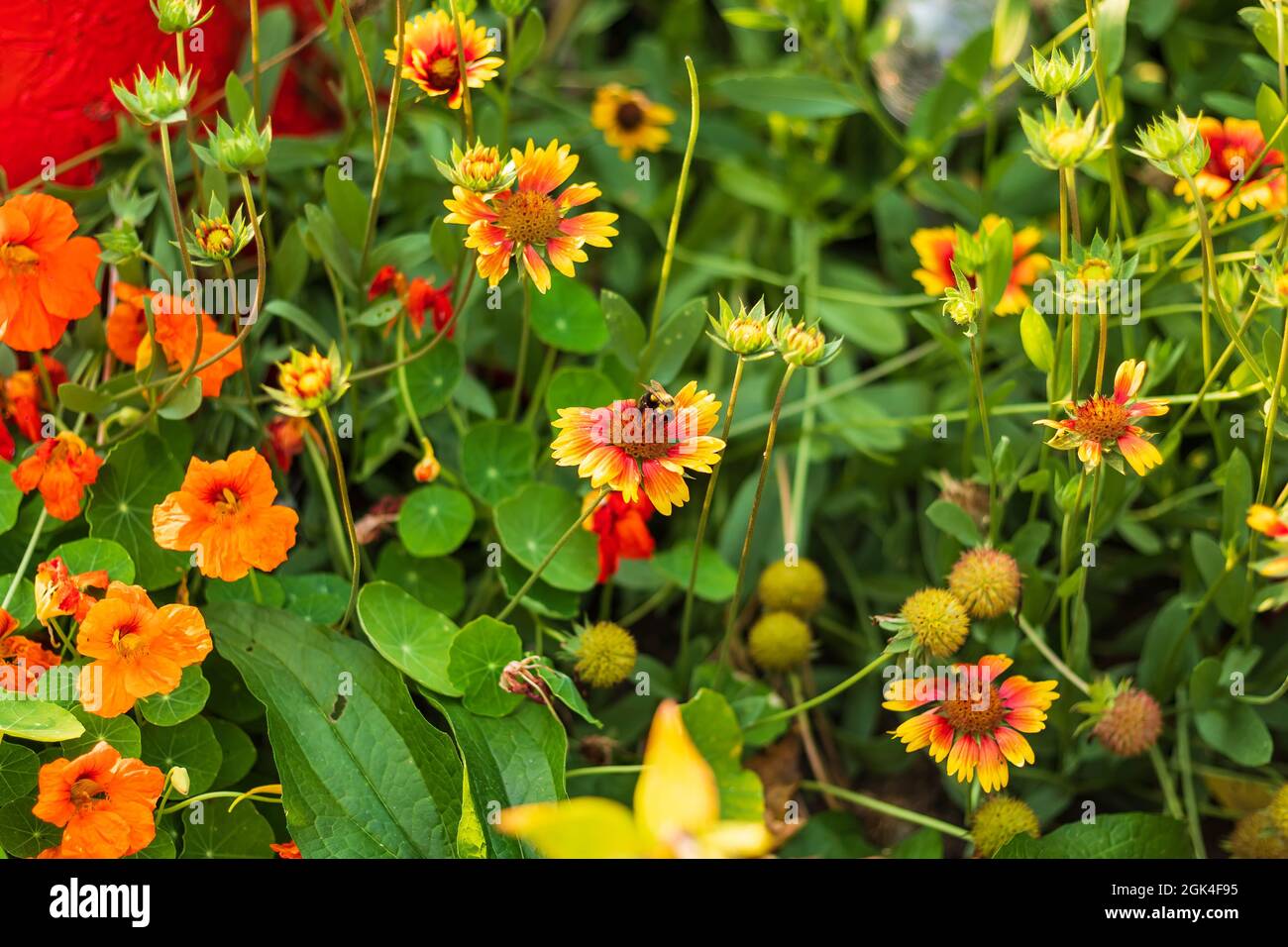 a bee working hard in the Firewheel section of the garden Stock Photo