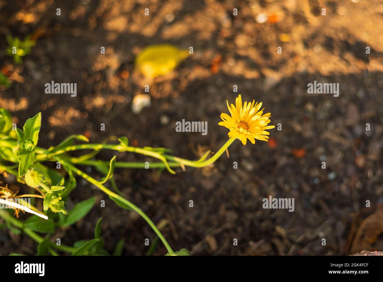 a solitary Catsear flower growing in the corner of the garden Stock Photo