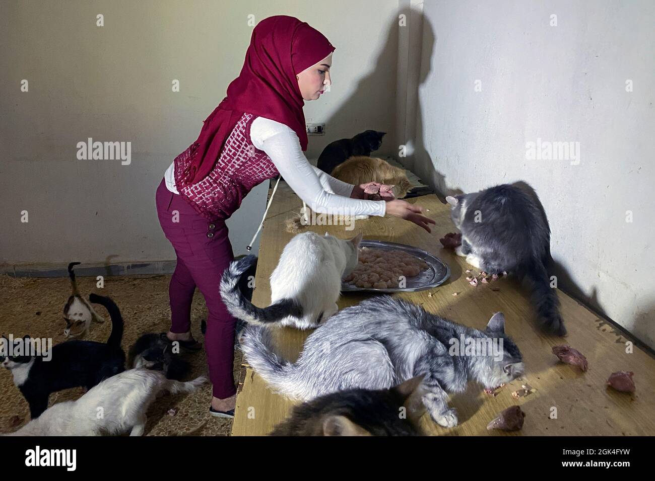 Alaa Abu Draa, an animal lover who turned her house into a makeshift shelter for stray animals, feeds cats in Damascus, Syria, September 8, 2021. Picture taken September 8, 2021. REUTERS/Firas Makdesi Stock Photo