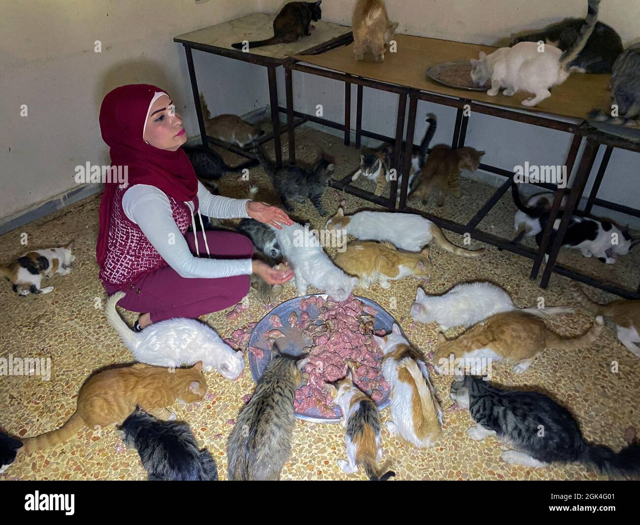 Alaa Abu Draa, an animal lover who turned her house into a makeshift shelter for stray animals, feeds cats in Damascus, Syria, September 8, 2021. Picture taken September 8, 2021. REUTERS/Firas Makdesi Stock Photo