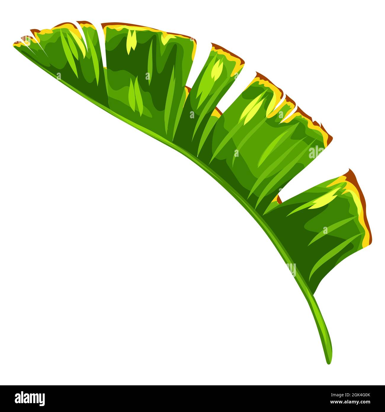 Illustration of banana palm leaf. Decorative image of tropical foliage and plant Stock Vector