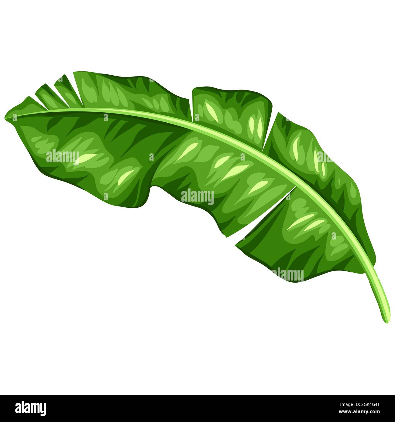 Illustration of banana palm leaf. Decorative image of tropical foliage and plant Stock Vector