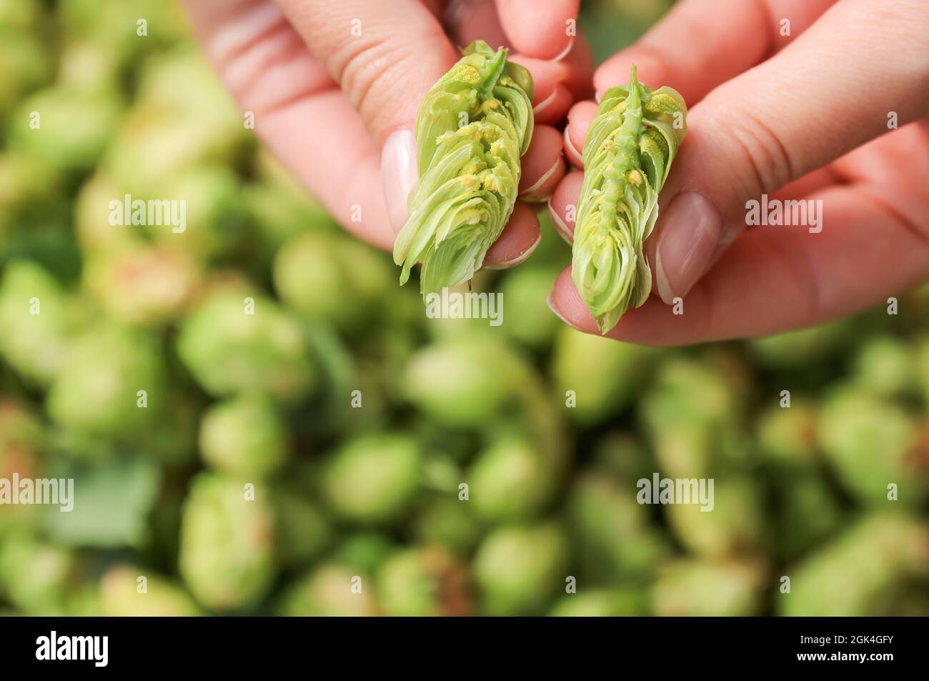 13 September 2021, SaxonyAnhalt, Querfurt The hop queen holds two hop