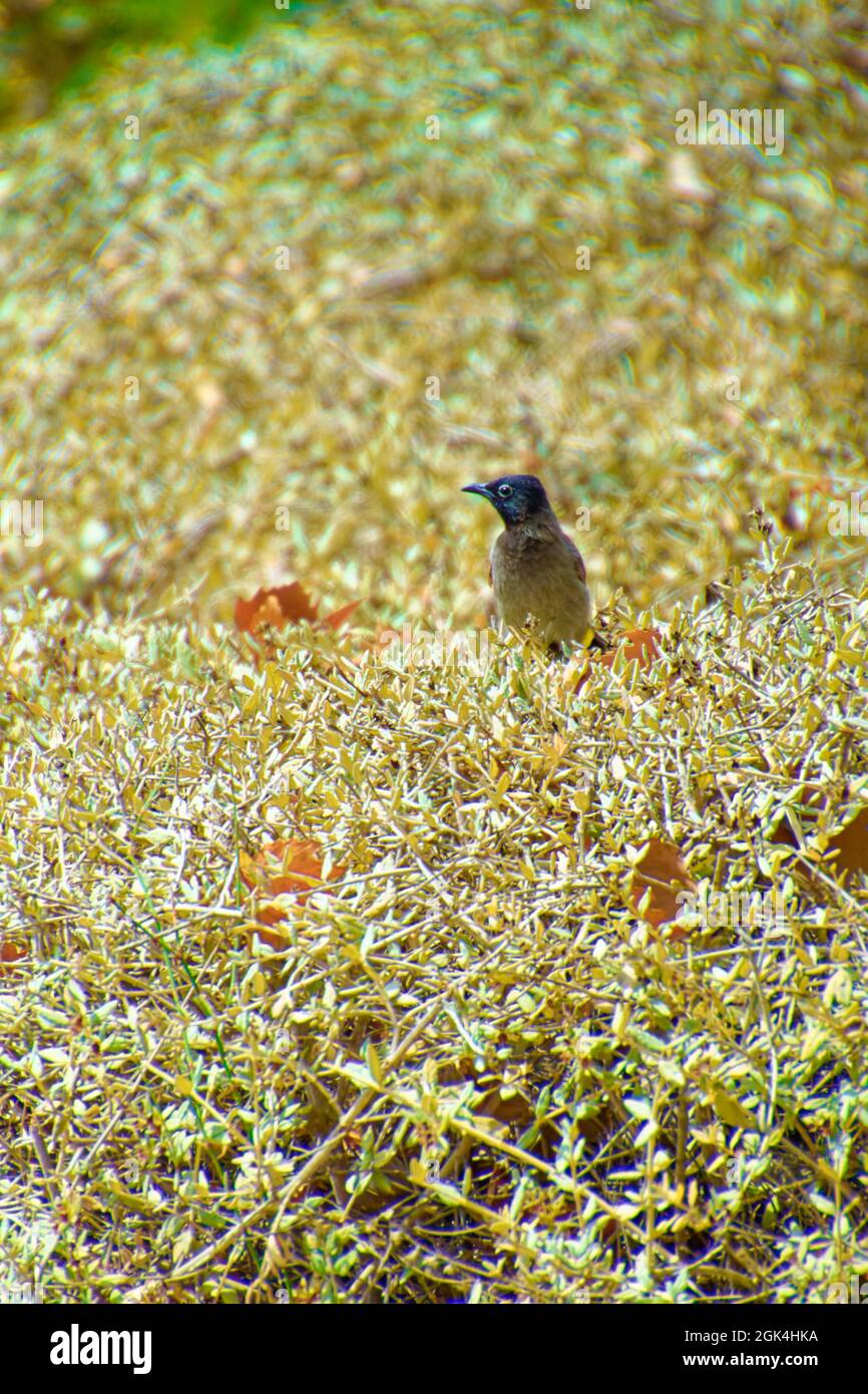 Redwhiskered bulbul, Pycnonotus jocosus a young bird, injured and in