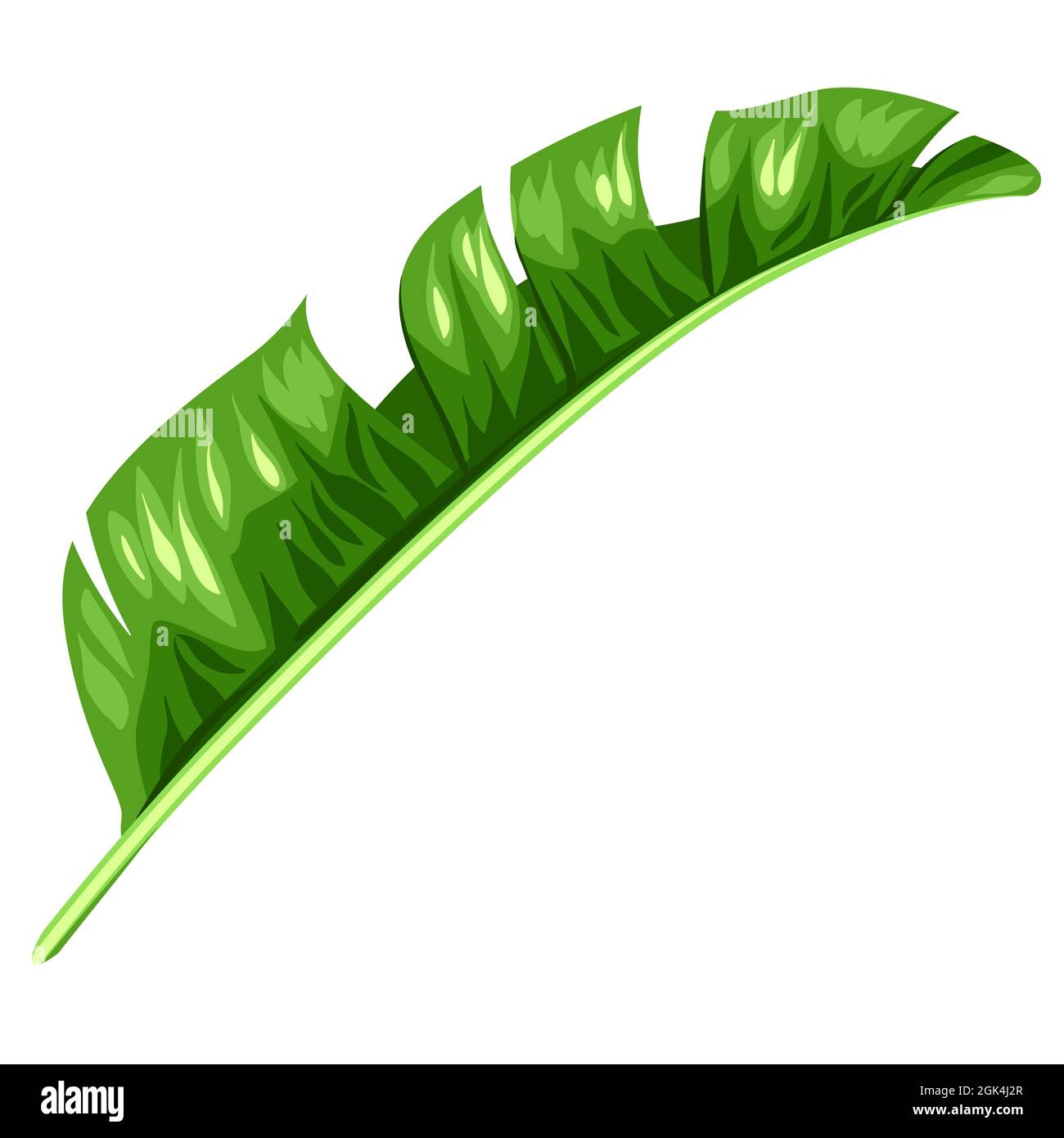 Illustration of banana palm leaf. Decorative image of tropical foliage and  plant Stock Vector Image & Art - Alamy