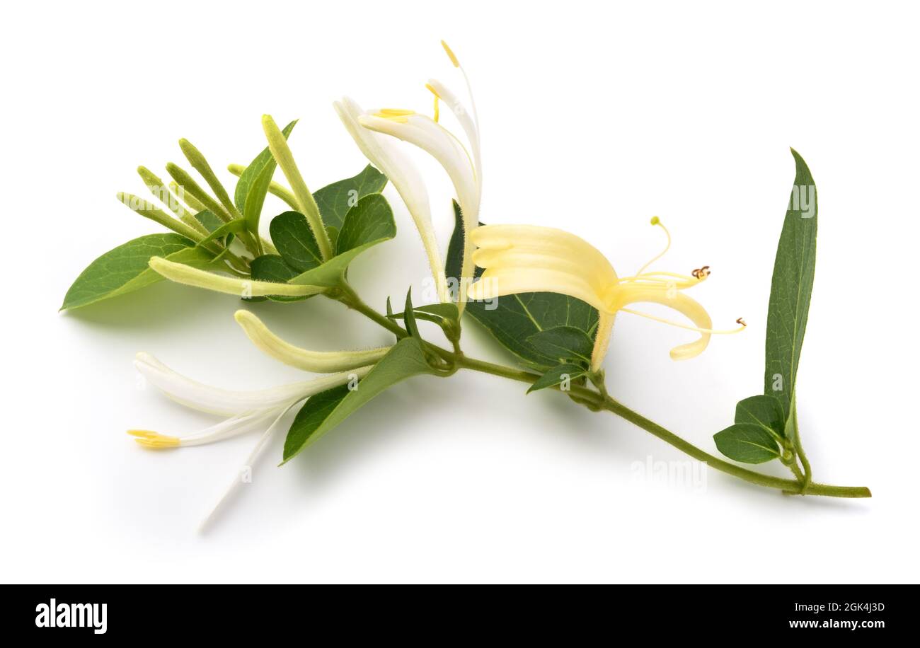 Honeysuckle twig with flowers and green leaves isolated on white