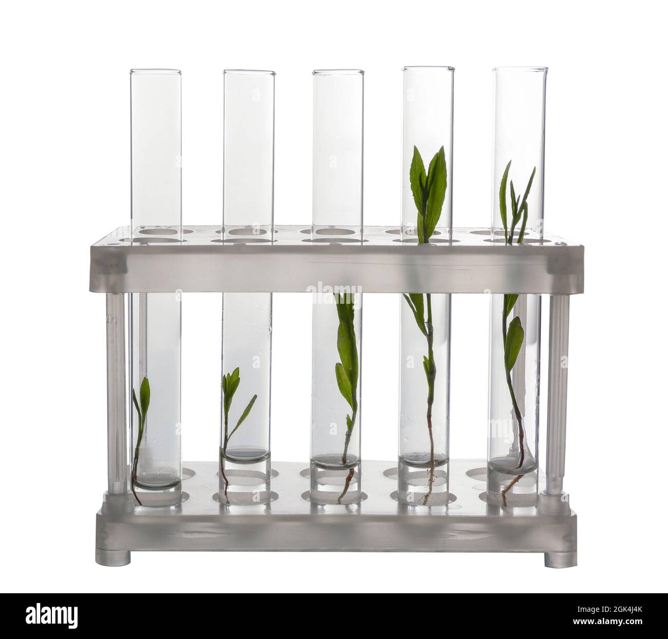 Test tubes for plants