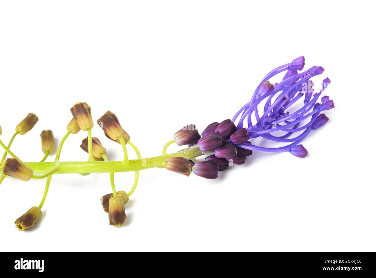Tassel hyacinth flower isolated on white background Stock Photo