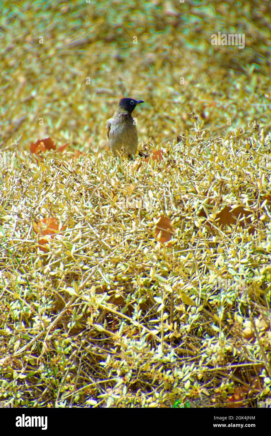 Redwhiskered bulbul, Pycnonotus jocosus a young bird, injured and in