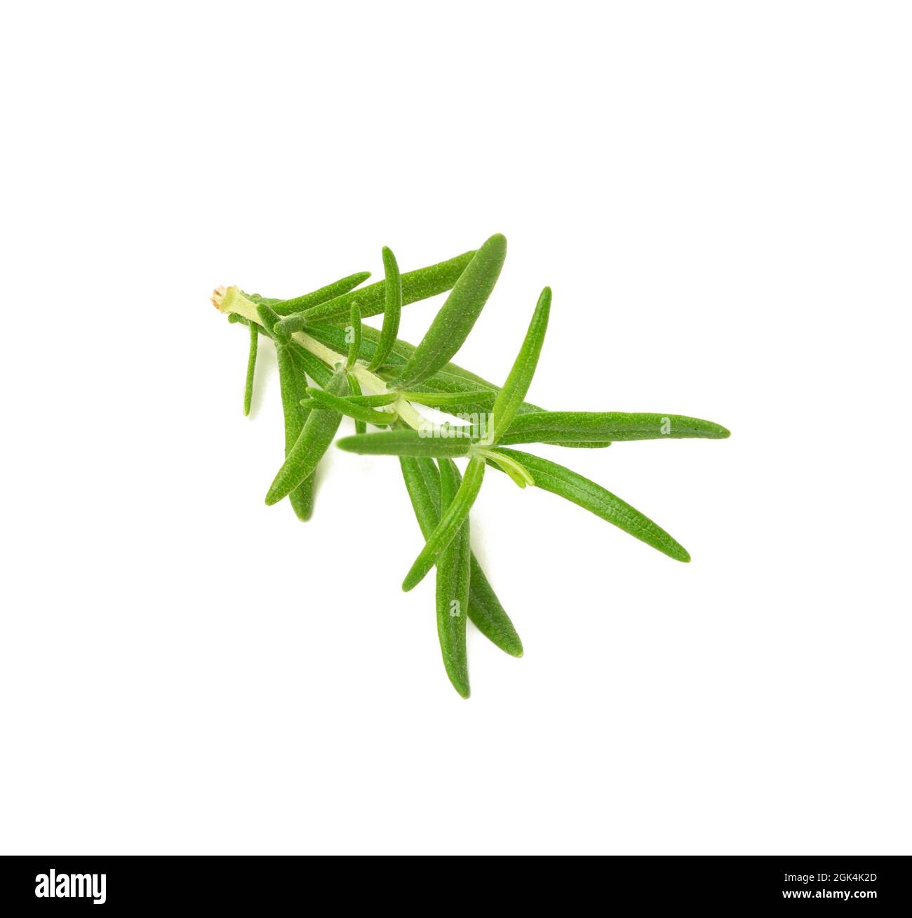 sprig of rosemary with green leaves isolated on white background