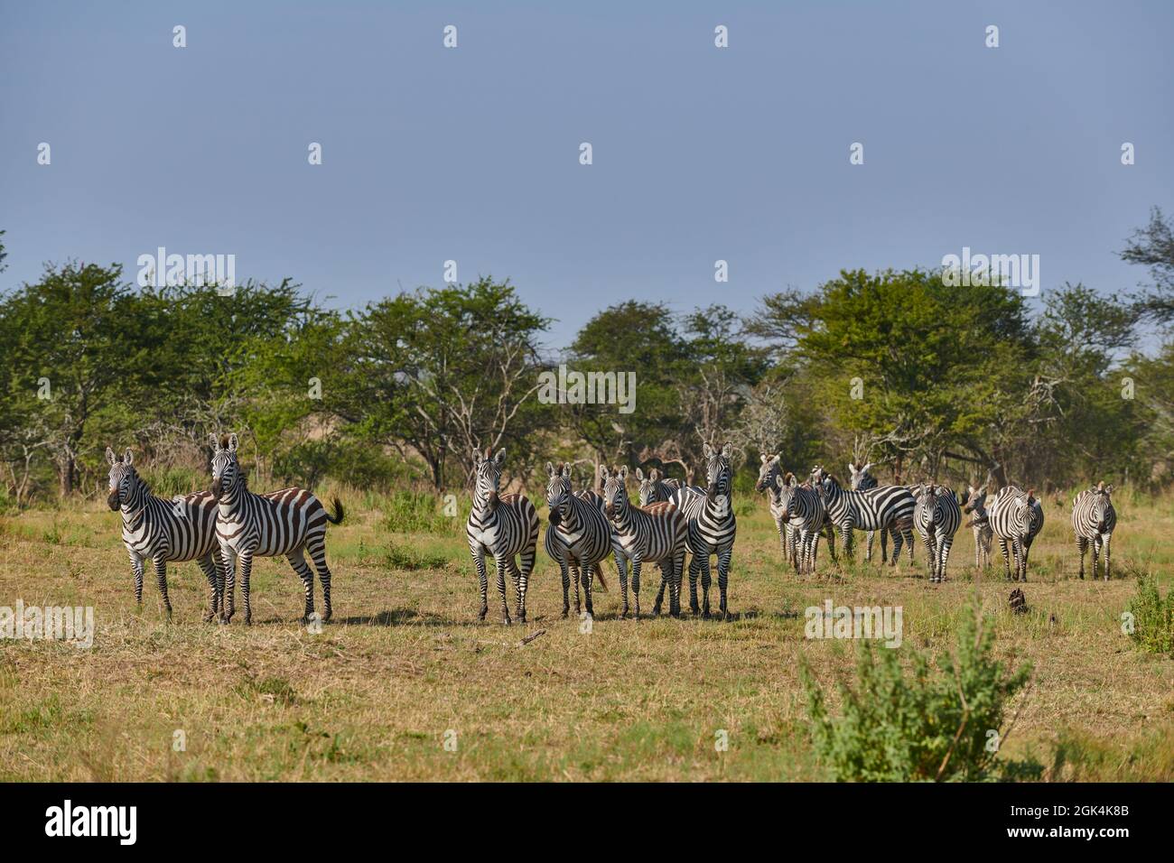 A herd of plains zebras (Equus quagga) in Serengeti National Park, Tanzania, Africa Stock Photo