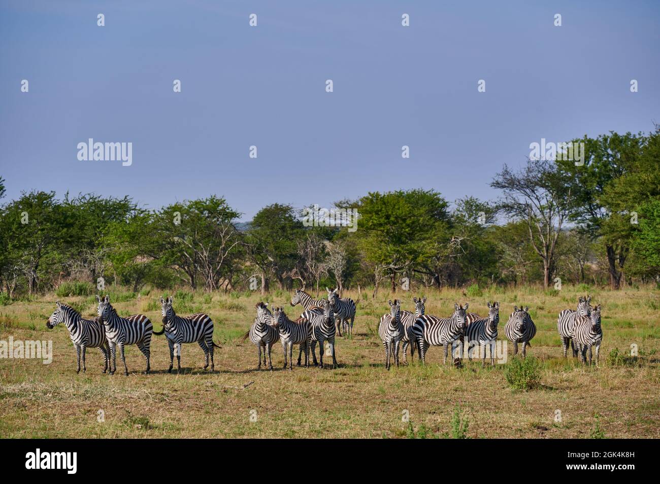 A herd of plains zebras (Equus quagga) in Serengeti National Park, Tanzania, Africa Stock Photo