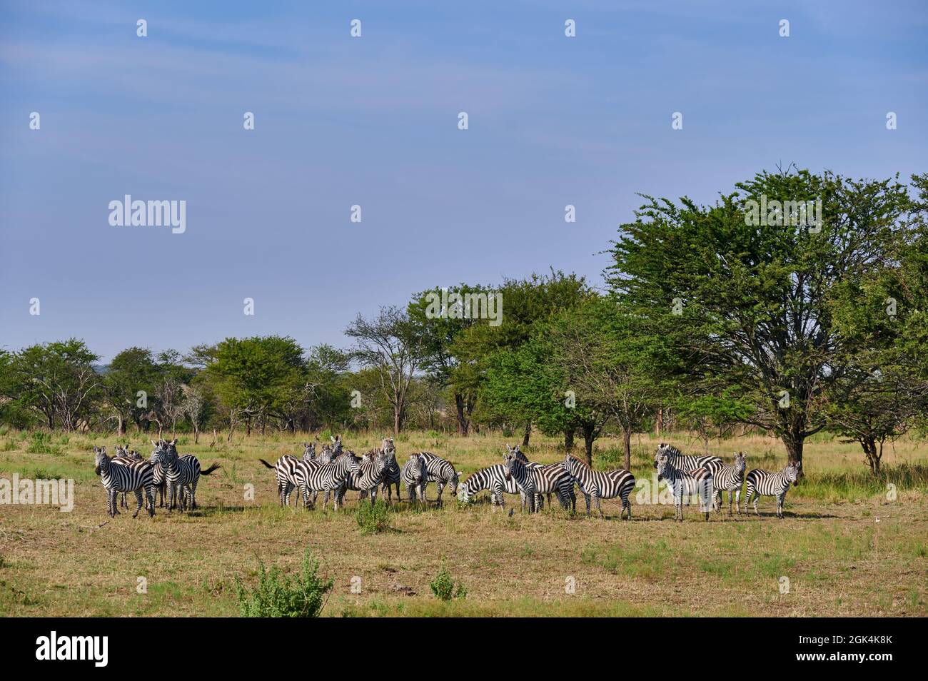 A herd of plains zebras (Equus quagga) in Serengeti National Park, Tanzania, Africa Stock Photo