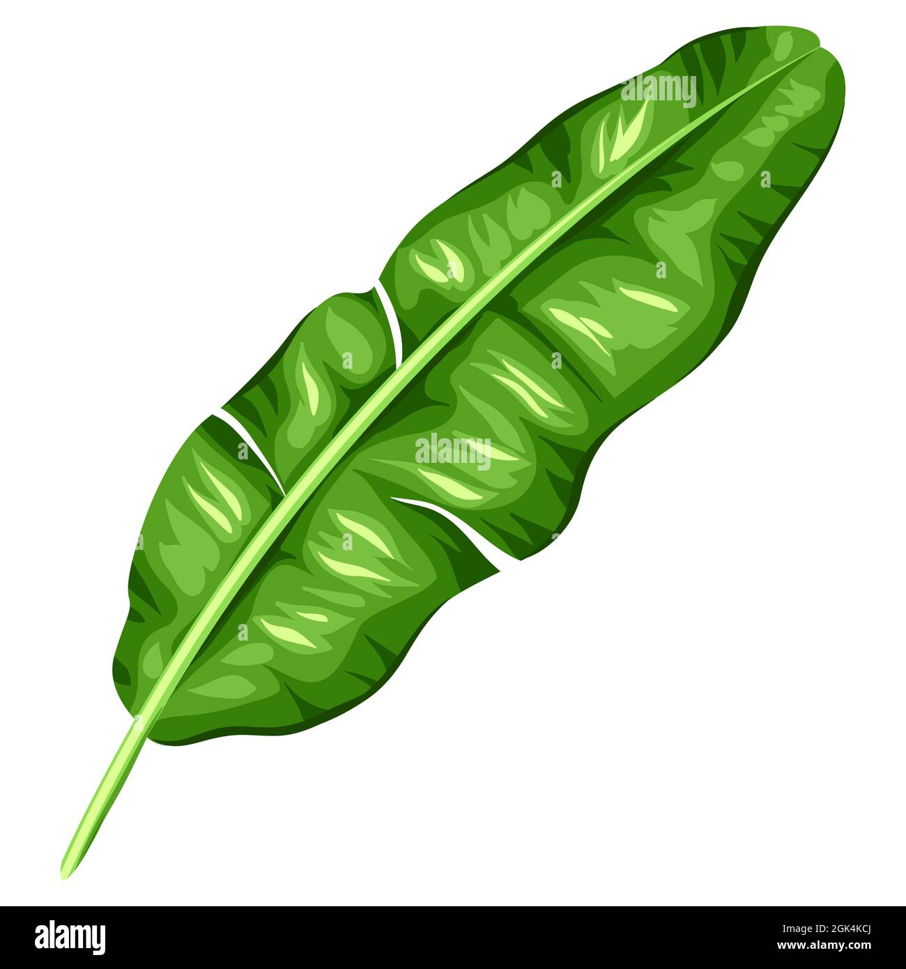 Illustration of banana palm leaf. Decorative image of tropical foliage and plant Stock Vector