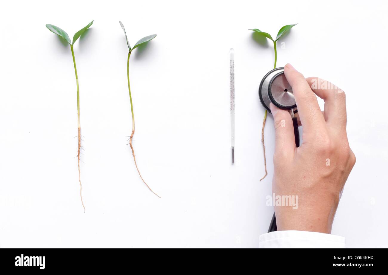 Doctor’s hand holding stethoscope and three plant sprouts. Concept of checking the health and treating the diseases of plant. Stock Photo