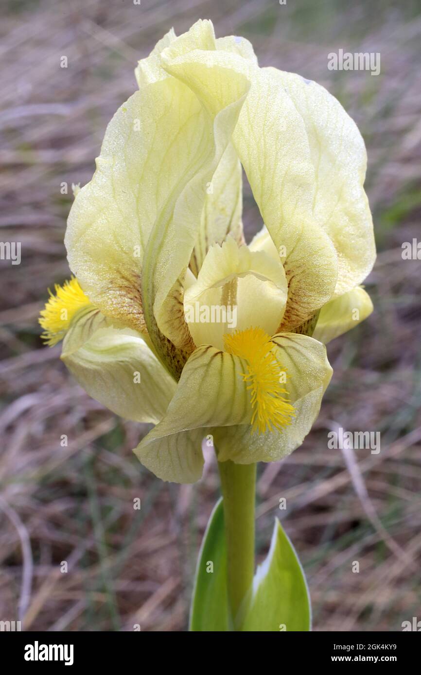 Iris reichenbachii, Iridaceae. Wild plant shot in spring. Stock Photo