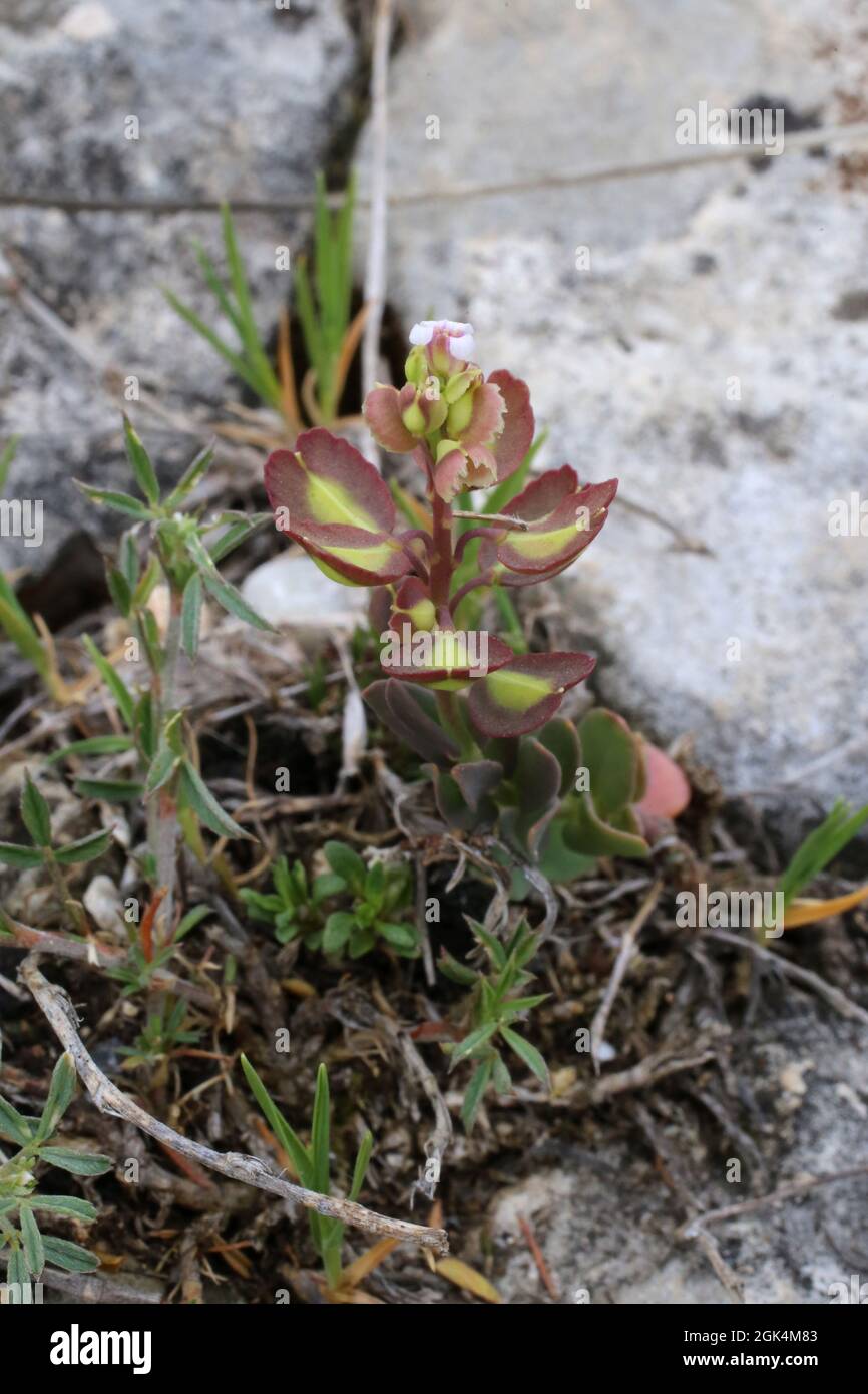 Aethionema saxatile, Brassicaceae. Wild plant shot in spring. Stock Photo