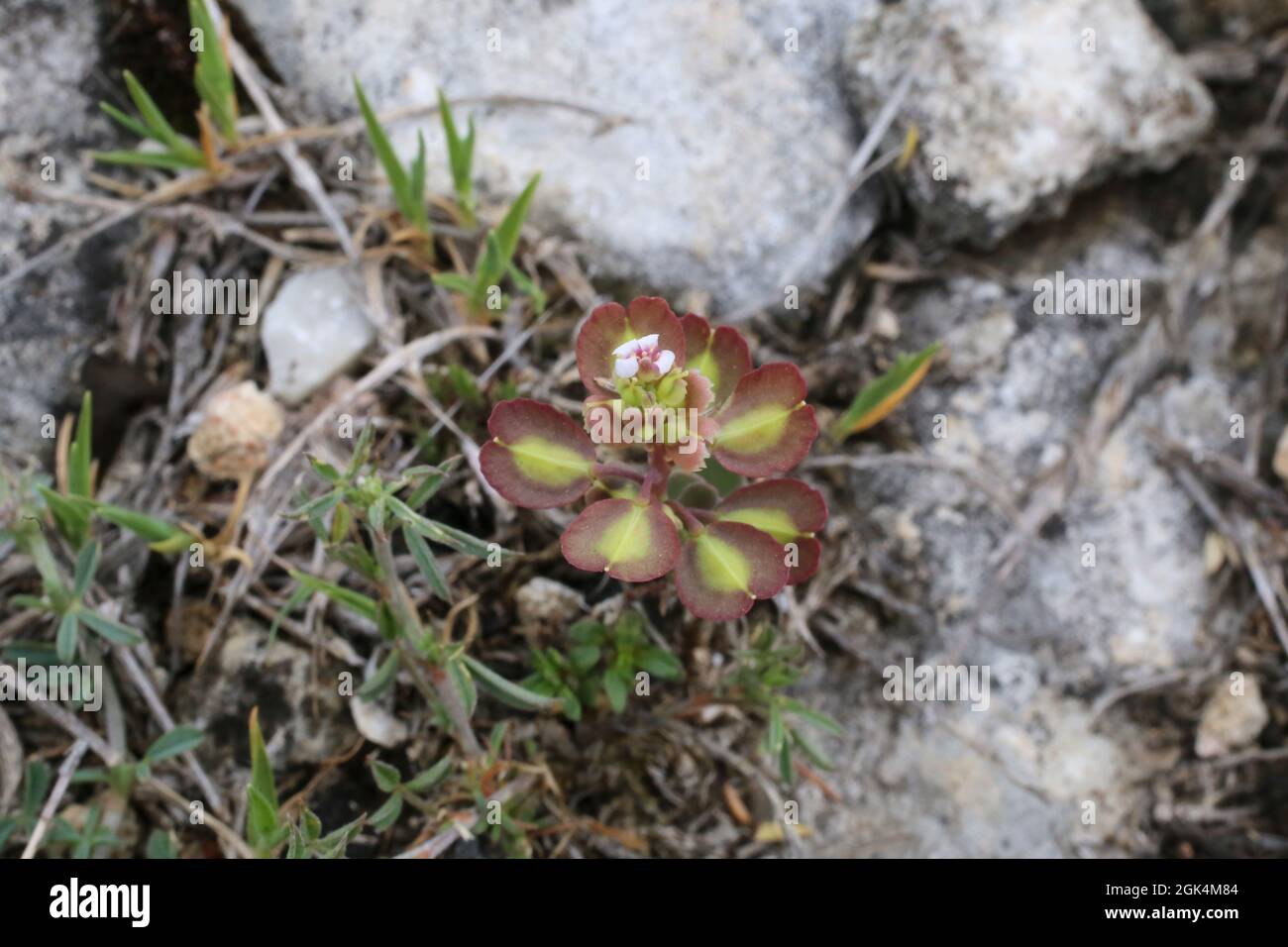 Aethionema saxatile, Brassicaceae. Wild plant shot in spring. Stock Photo