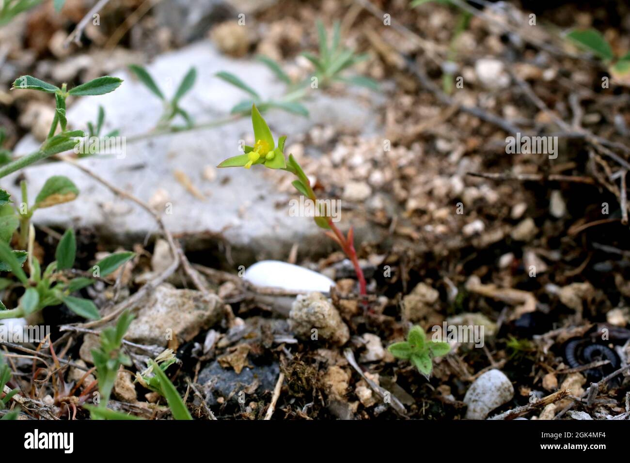 Euphorbia taurinensis, Euphorbiaceae. Wild plant shot in spring. Stock Photo