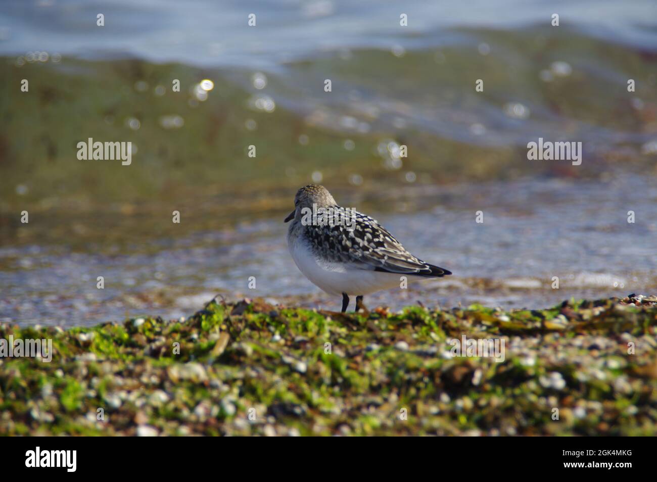 Purple sandpiper on the sea shore. Little wild bird on sand. Wildlife and environment at the Baltic seaside. Stock Photo