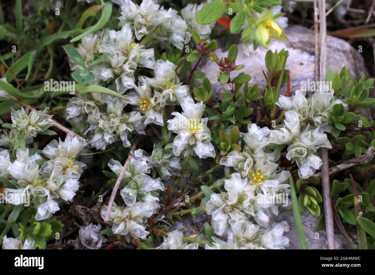 Paronychia cephalotes, Caryophyllales. Wild plant shot in spring. Stock Photo