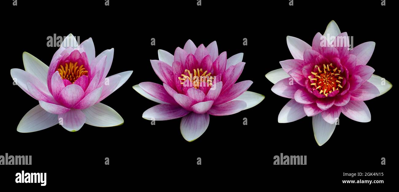 Cut out flower on isolated black background with clipping path Stock Photo