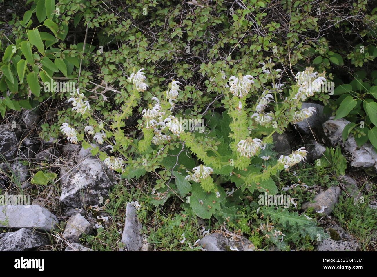 Salvia argentea, Silver Sage, Lamiaceae. Wild plant shot in spring. Stock Photo