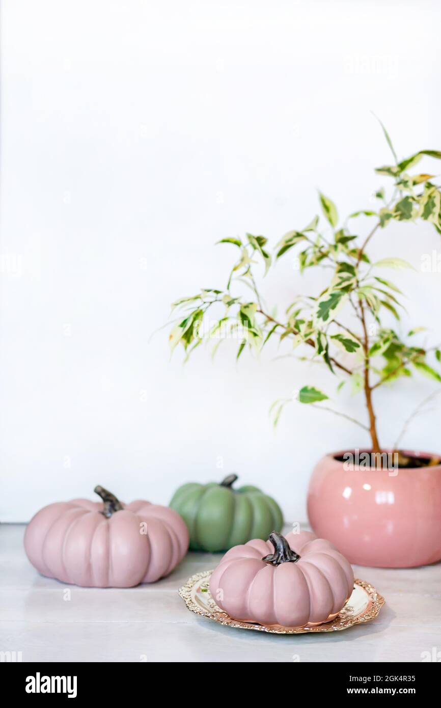 Autumn background with pink and green pumpkins and Ficus benjamina in ...