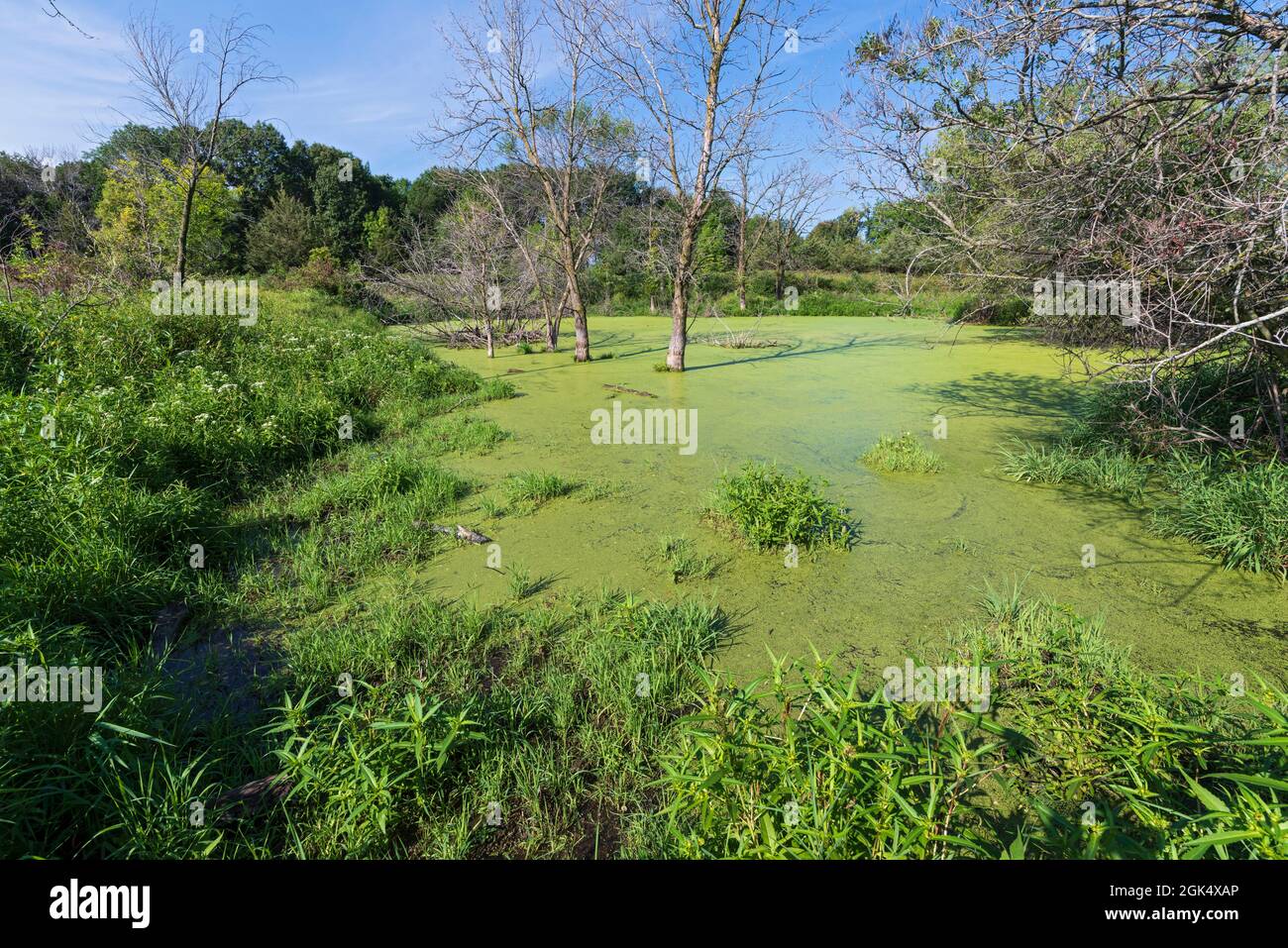 marsh and forests of grey cloud dunes scientific natural area in