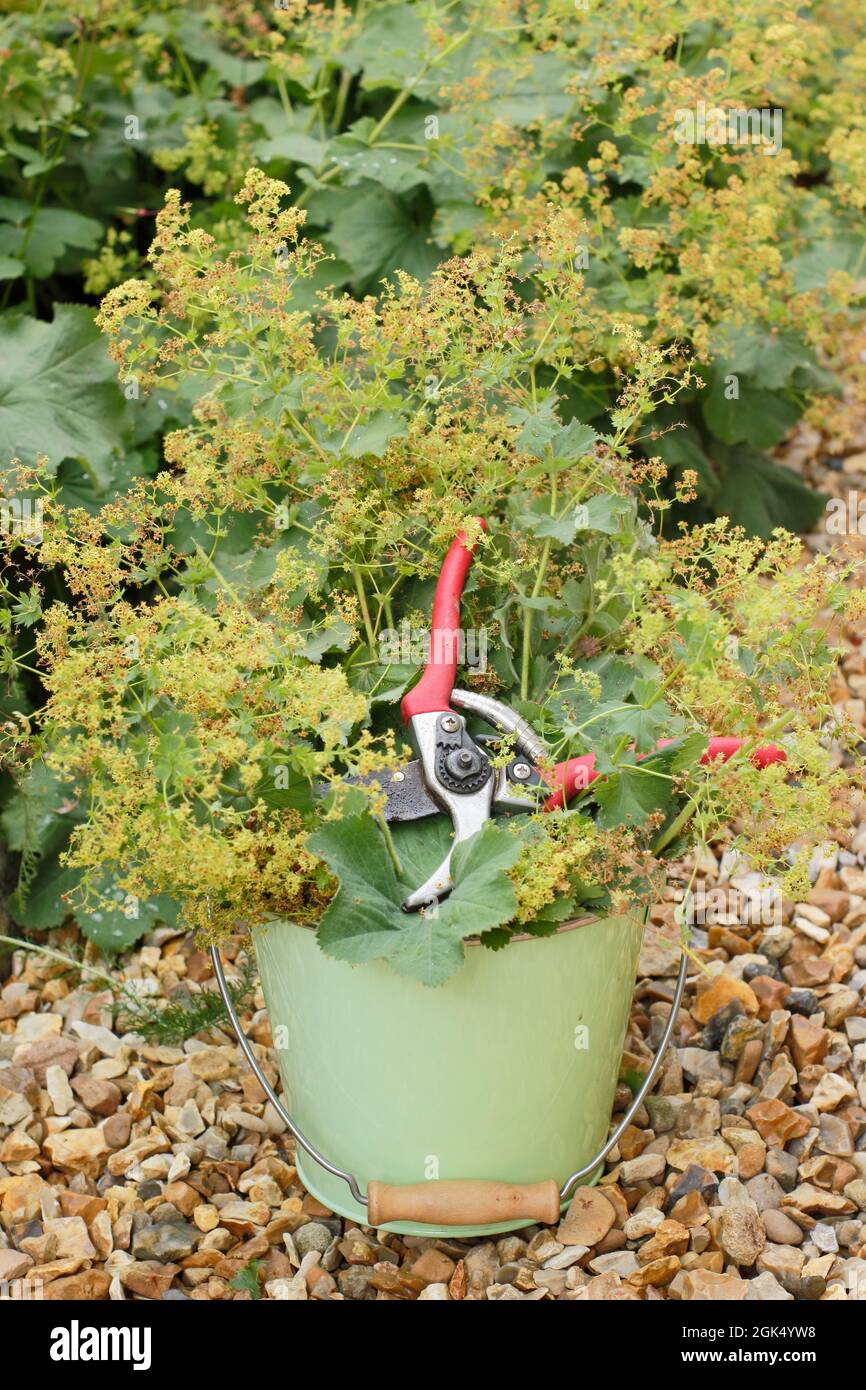 Cutting back plant hires stock photography and images Alamy