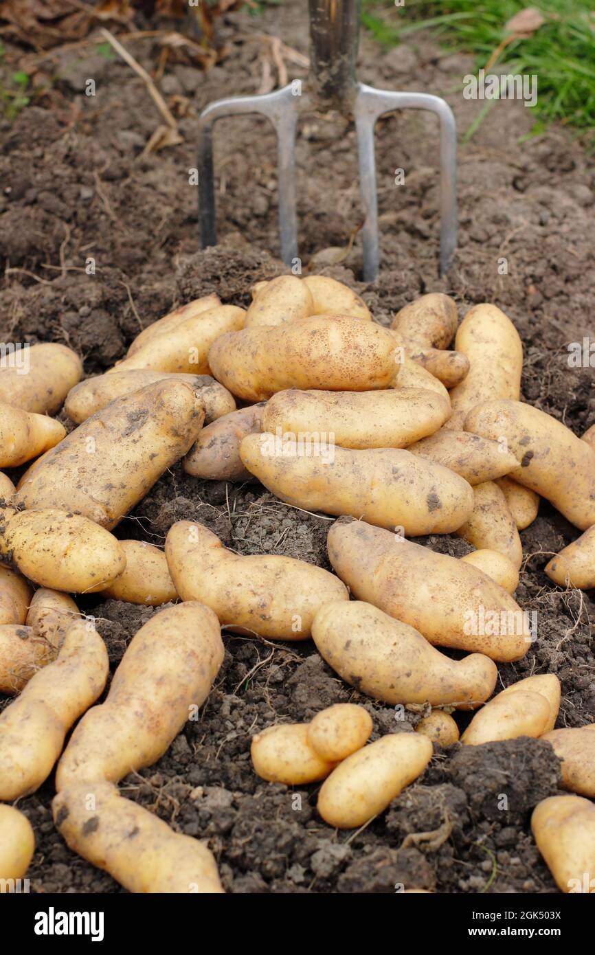 Freshly lifted potatoes in a garden, drying on the soil surface before storage - late summer. UK Stock Photo