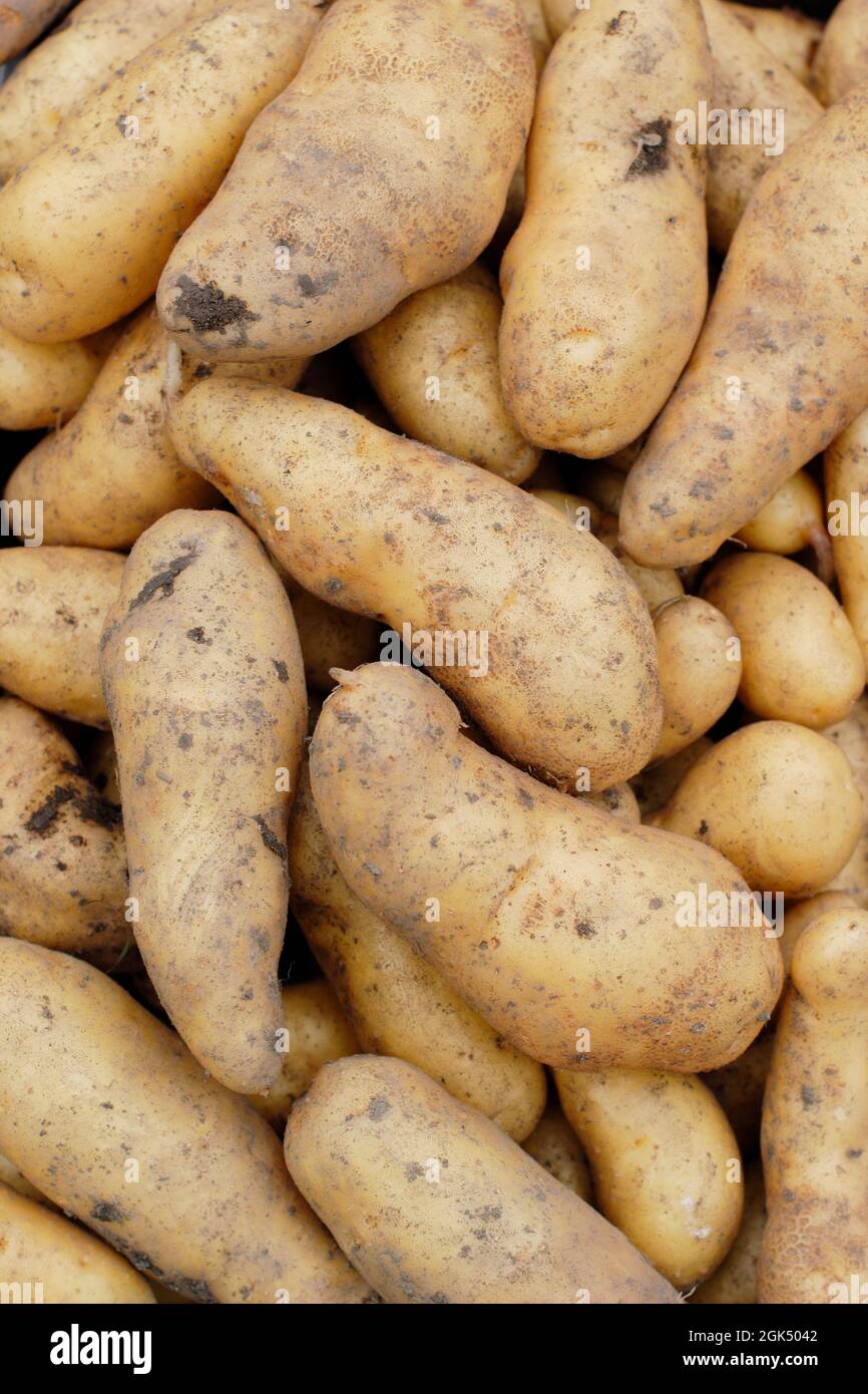 Freshly harvested 'Ratte' maincrop potatoes in September. UK Stock Photo