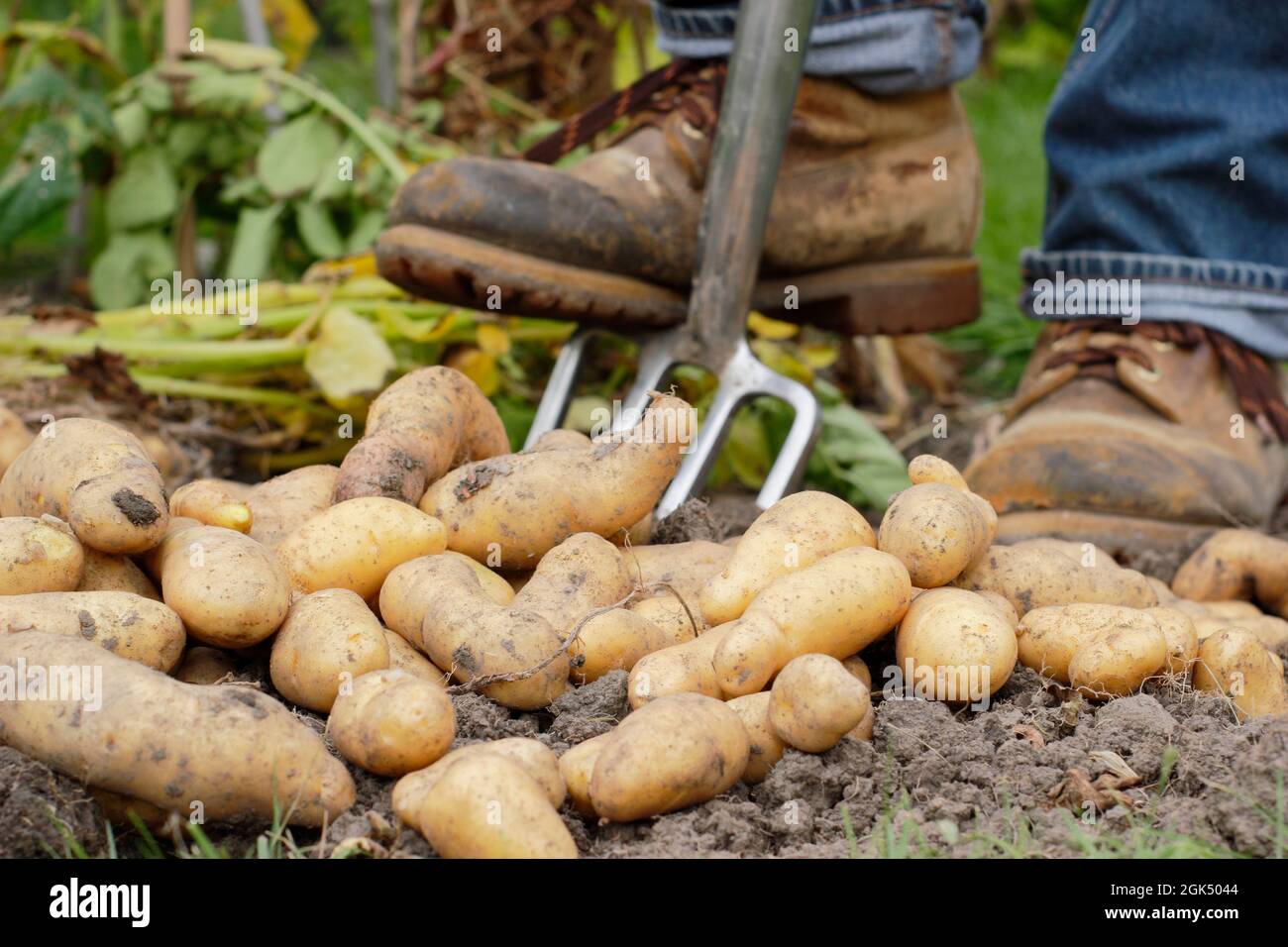 Digging up potatoes. Man digging up 'Ratte' maincrop potatoes in a garden and allowing them to dry on the soil surface before storing. UK Stock Photo
