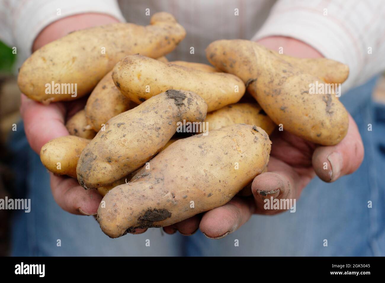 Muddy potatoes in hands. Freshly lifted 'Ratte' maincrop potatoes held by the grower in his garden in early September. UK Stock Photo