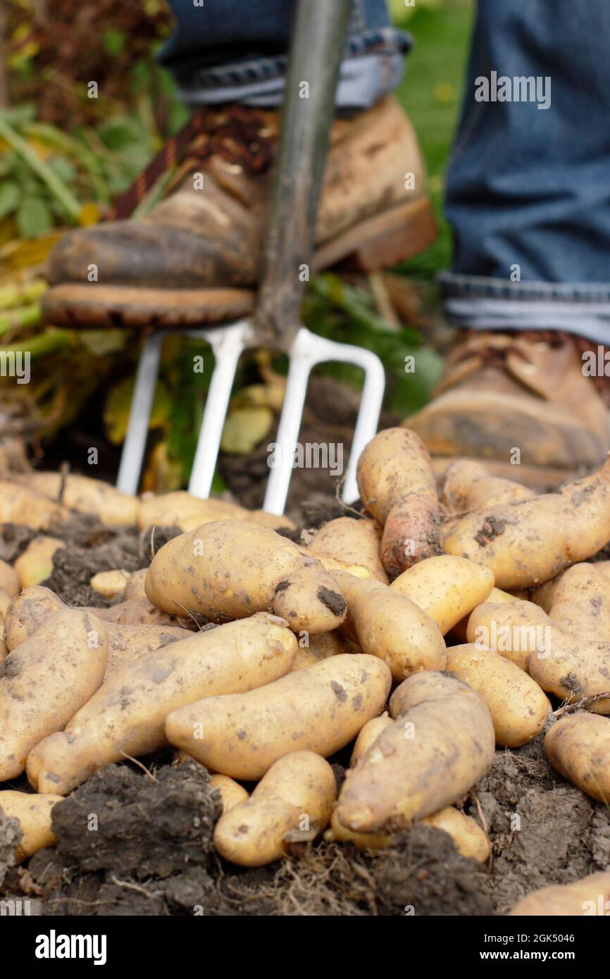 Digging up potatoes. Man digging up 'Ratte' maincrop potatoes in a garden and allowing them to dry on the soil surface before storing. UK Stock Photo