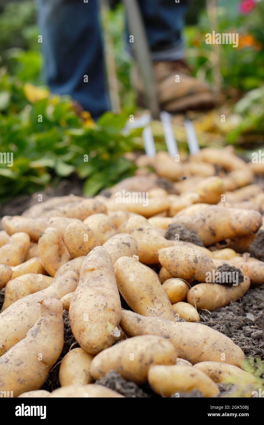 Digging potatoes. Man digging up 'Ratte' maincrop potatoes in a garden and allowing them to dry on the soil surface before storing. UK Stock Photo