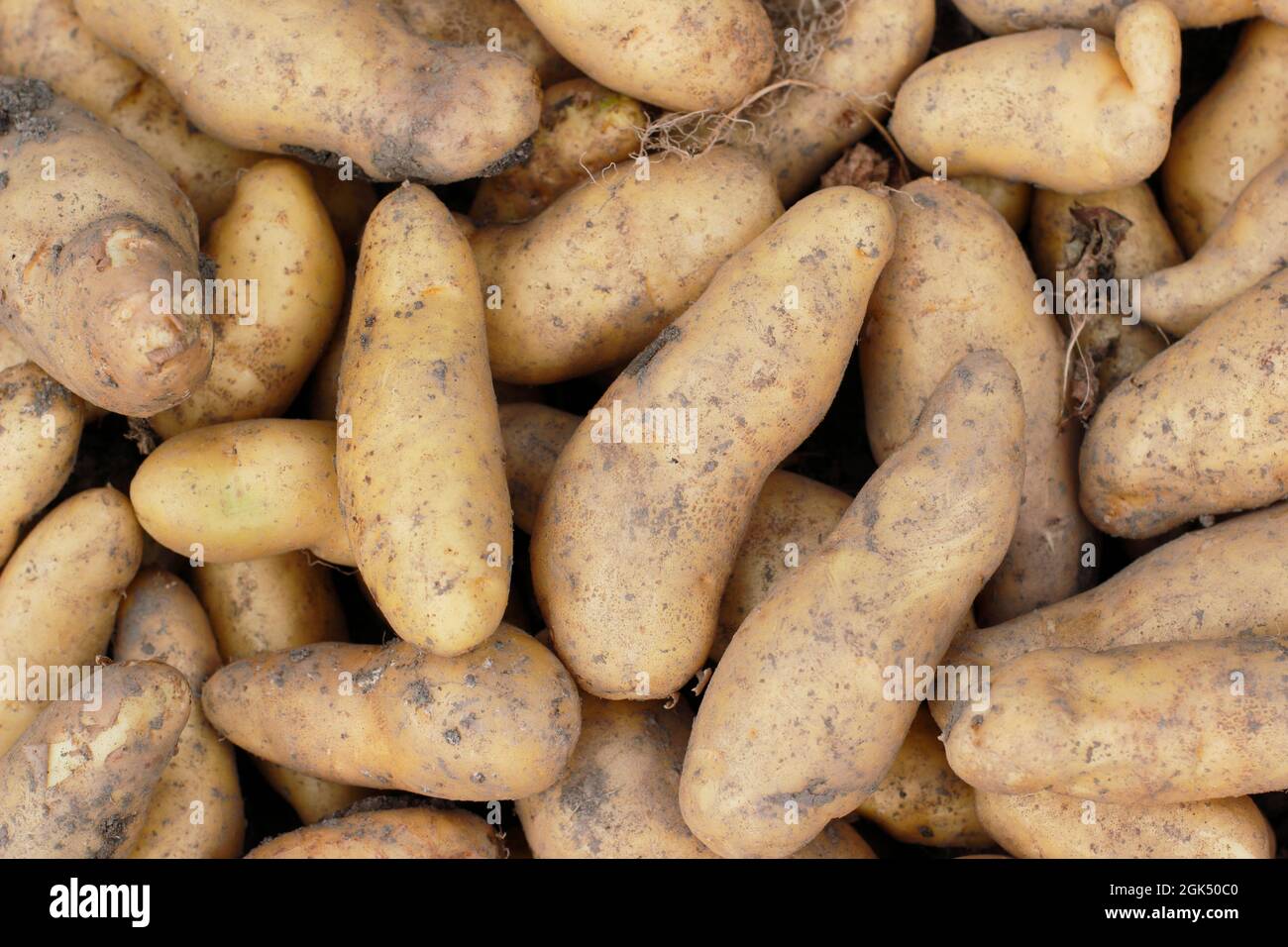 Freshly harvested 'Ratte' maincrop potatoes in September UK Stock Photo