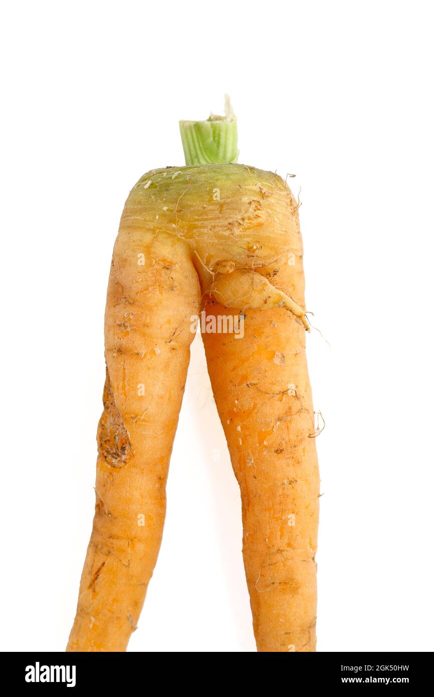 Forked homegrown carrot isolated on white background. Rude carrot,. Erectile dysfunction concept. Stock Photo